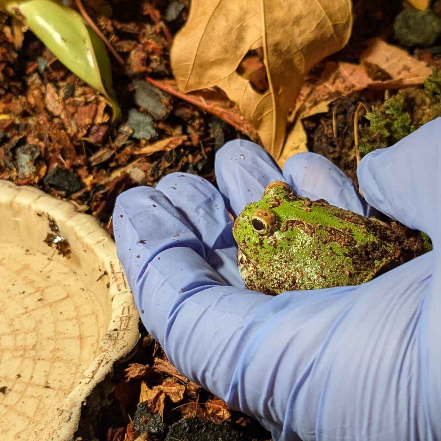 a small green pacman frog sitting on a gloved hand a small green pacman frog sitting on a gloved hand